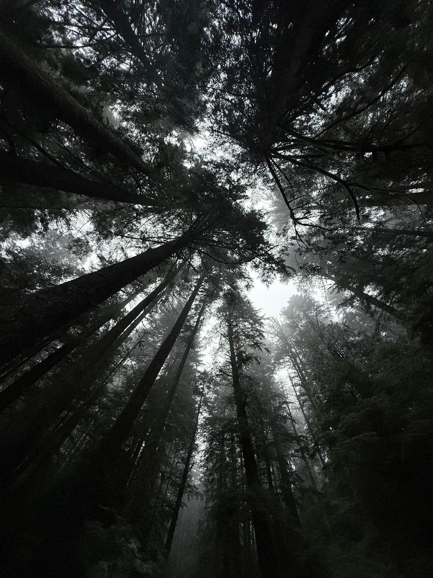 Looking up through a misty forest canopy