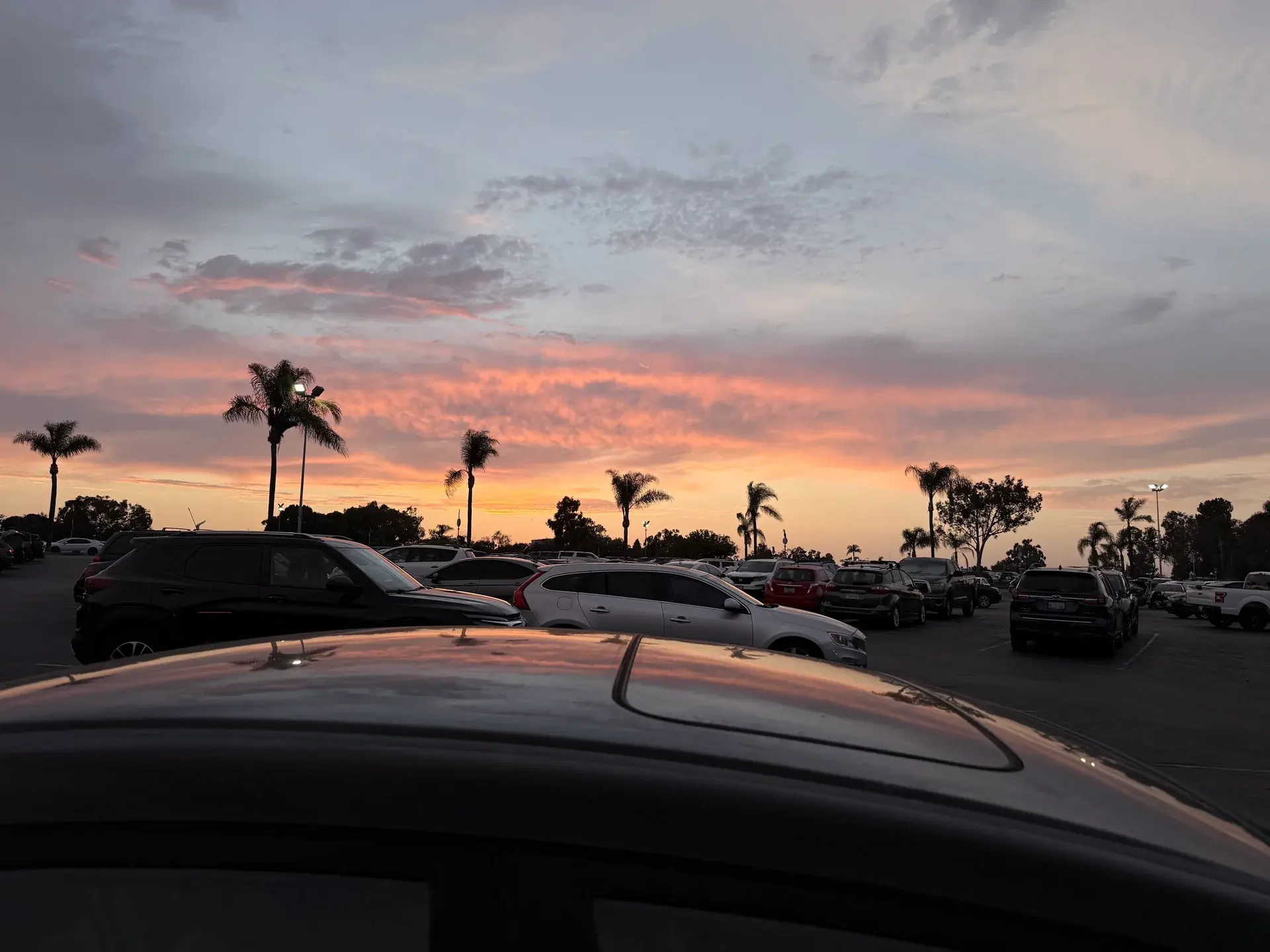 Pink sunset clouds above the palm trees