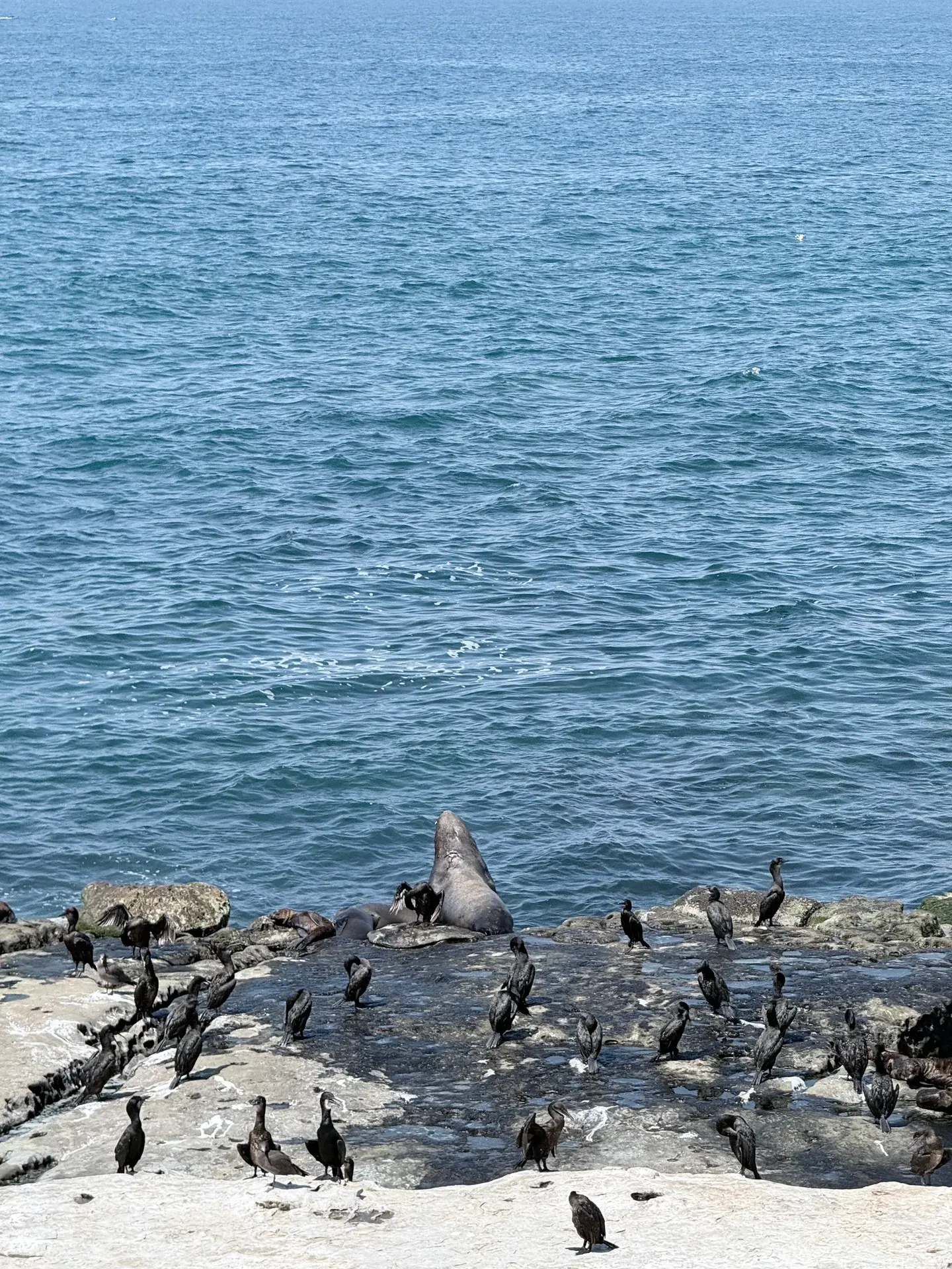Seabirds and sea lions by the ocean